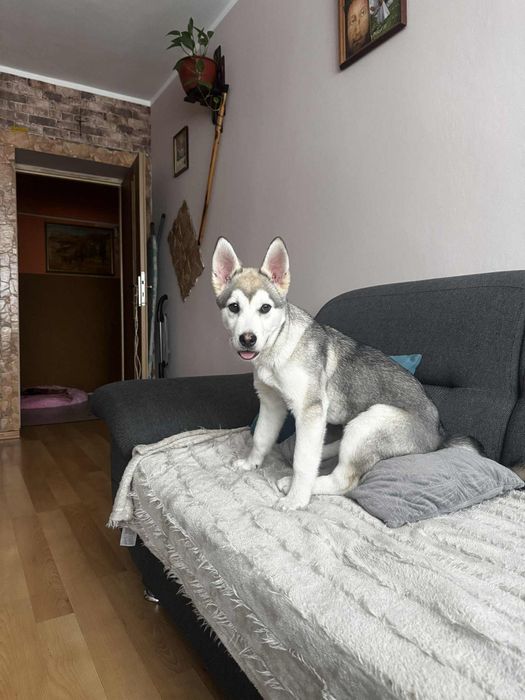 Słodki szczeniak szuka domu nieaktualne