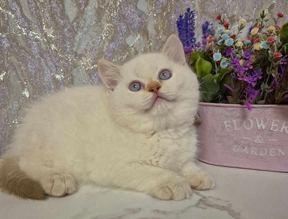 Золоті шиншили кошенята