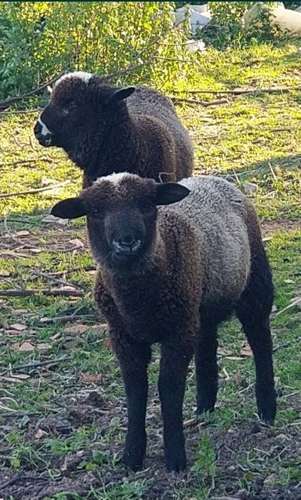 Borregos qualidade para criação