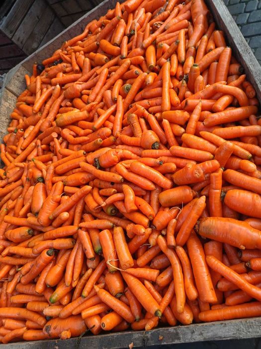 Sprzedam marchew odpad.