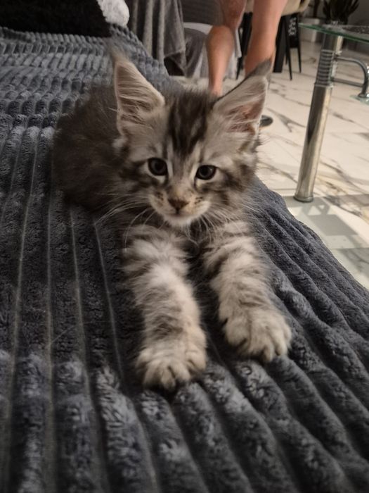 Rezerwacja na Kocurka Maine coon