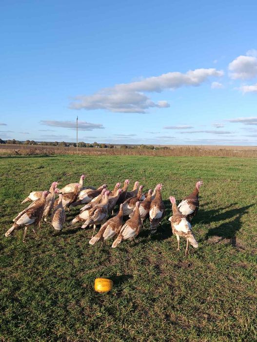 Індики червоний бурбон на племя