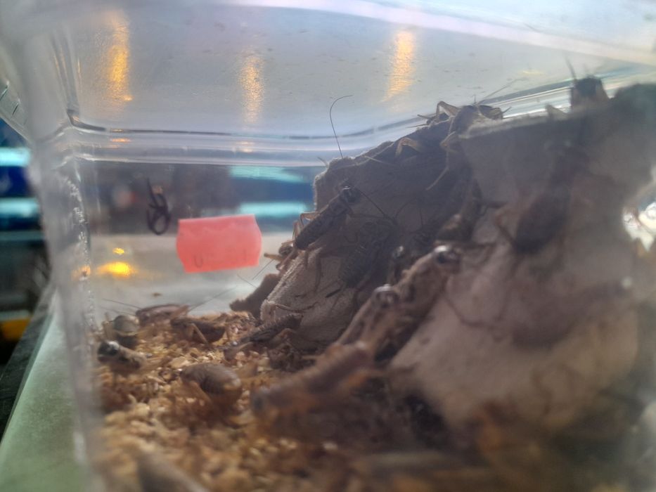 Świerszcze  Maczniaki Drewnojady