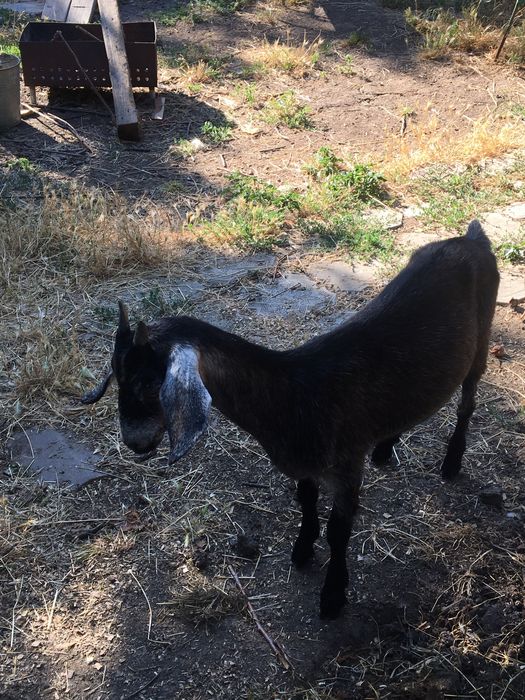 Козочкии козлята