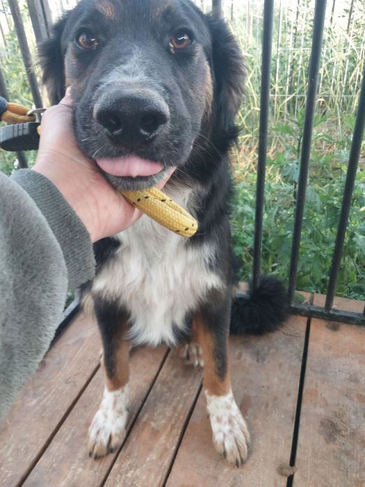 Oddam za darmo 11 miesięcznego bezdomnego psa po kastracji .