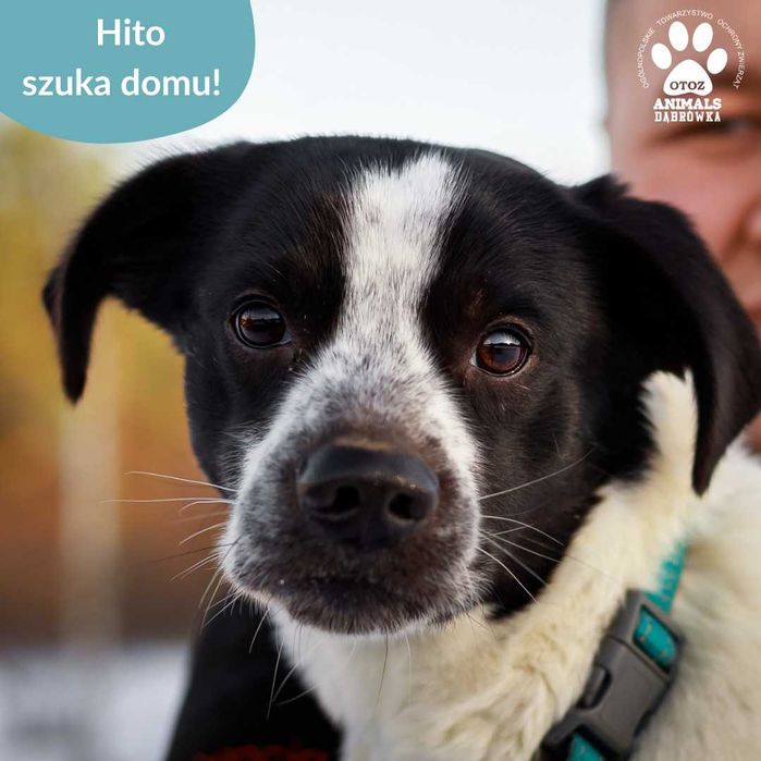 Hito szuka domu!