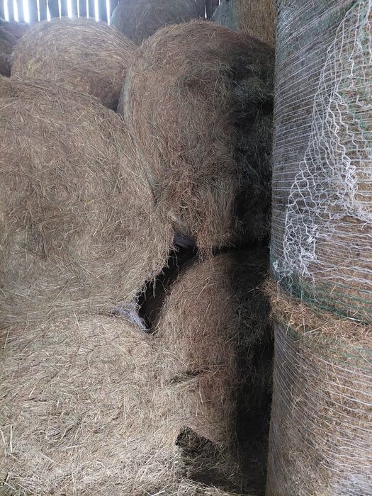 Siano z pierwszego pokosu