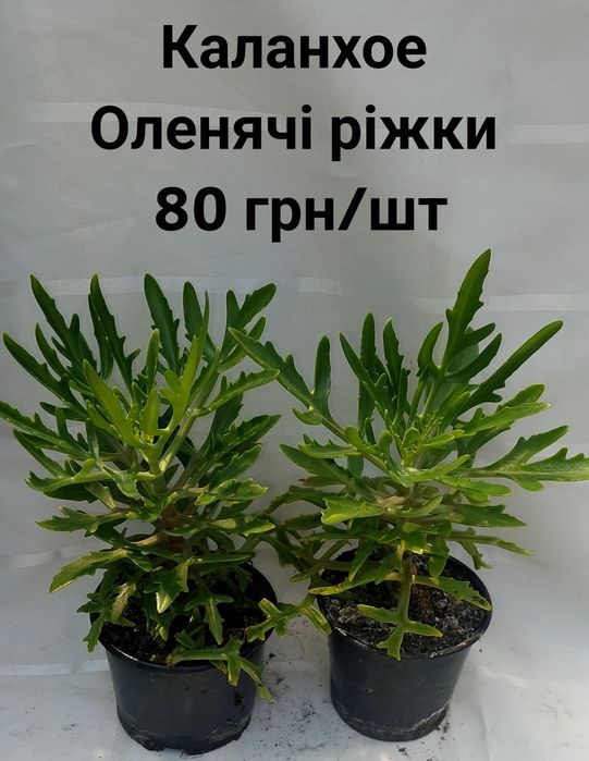 Сукуленти кімнатні