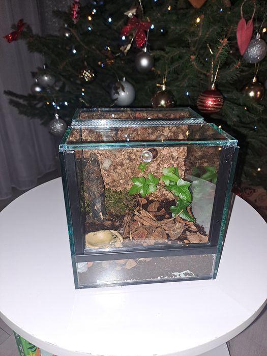 Terrarium 15/15/15
