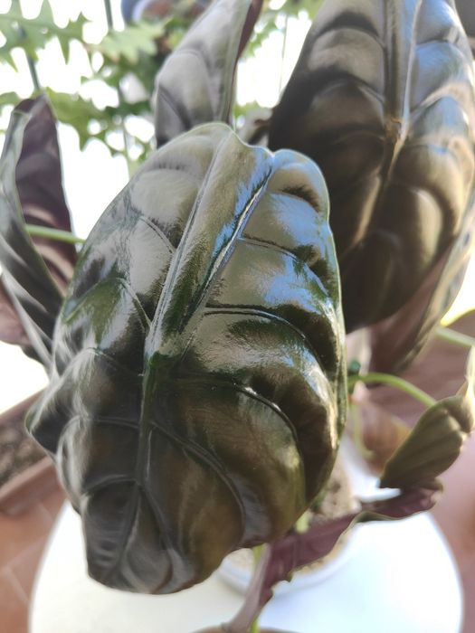Alocasia cuprea // planta interior