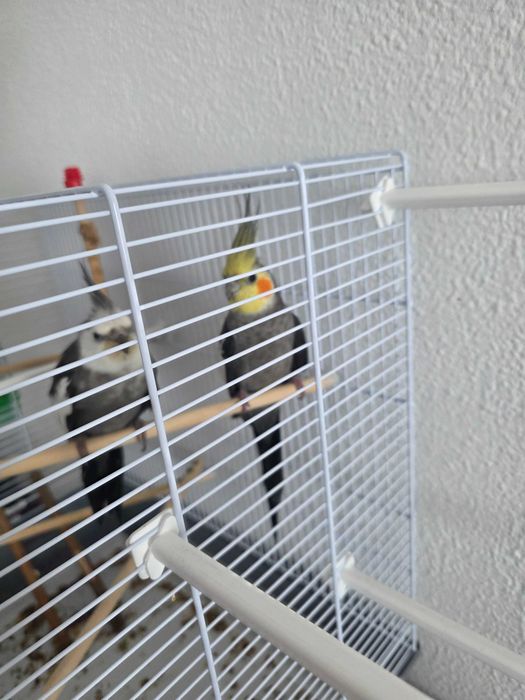Vendo duas caturras jovens com gaiola por 100€