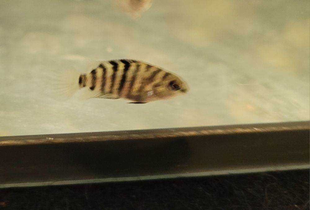 Sprzedam młode pielęgnice zebra