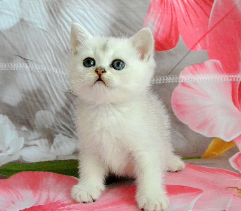 Серебристые шиншиллы