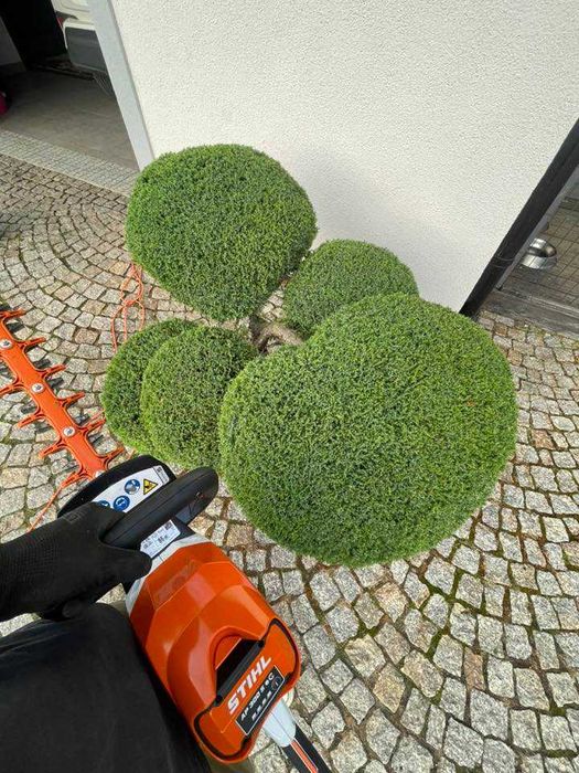 Usługi Ogrodnicze - Koszenie, strzyżenie żywopłotów, pielęgnacja drzew