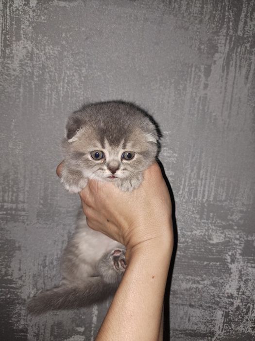 Кошенята шотландські висловухі