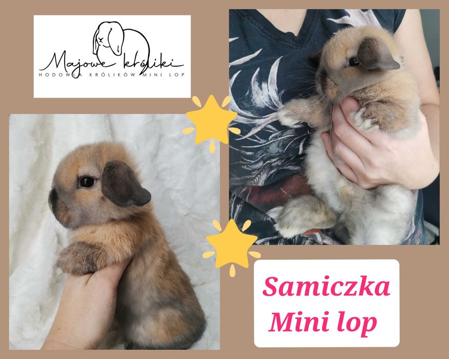 Królik króliczek mini lop hodowla zarejestrowana 910-P