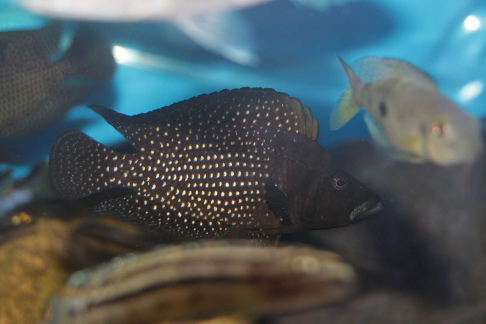 altolamprologus calvus black pectoral