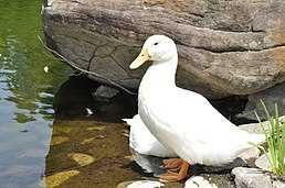 Качине інкубаційне яйце