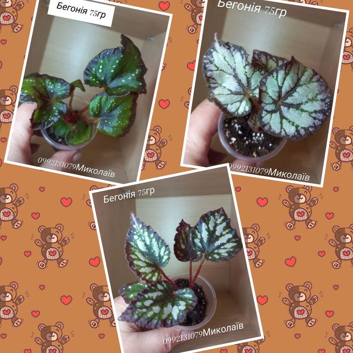 Продаю свои  комнатные растения   НЕ ГОЛАНДИЯ  это ВАЖНО