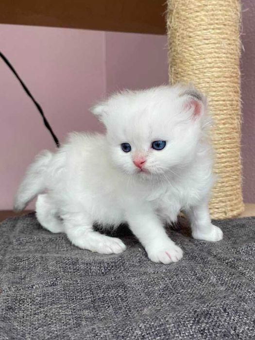 Gato British Longhair Golden