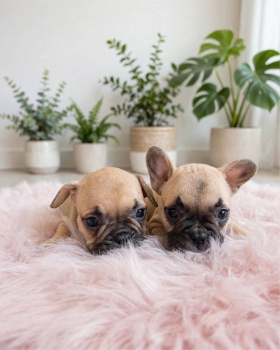 Bulldog Francês - Macho e Femea Fawn