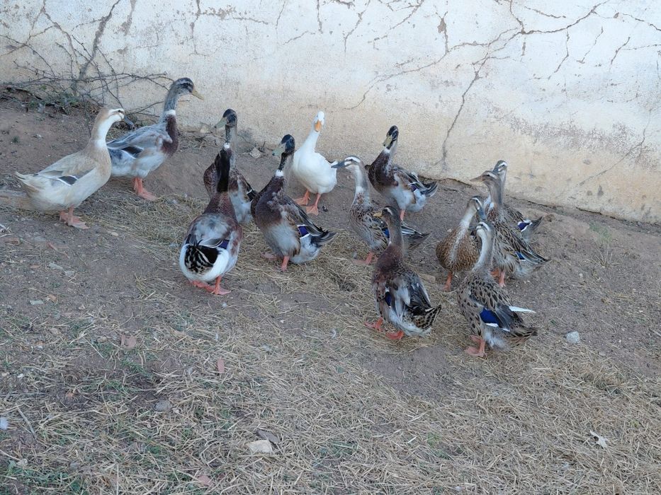 Patos marrecos de rouen