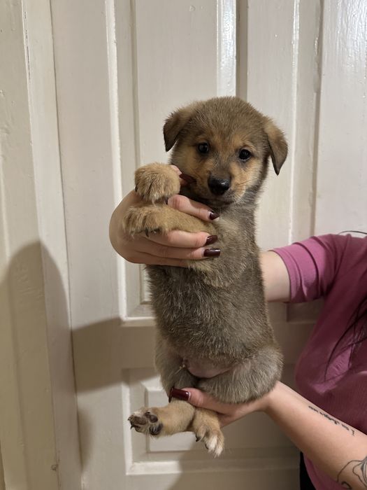 Щенки Акита-ину