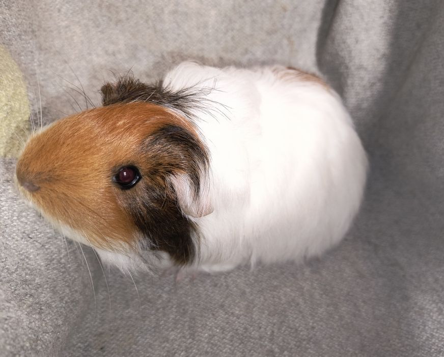 Дівчинка Шелті. Морська свинка