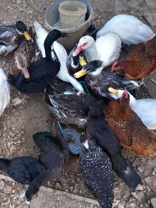 Vendo patos de Rouen