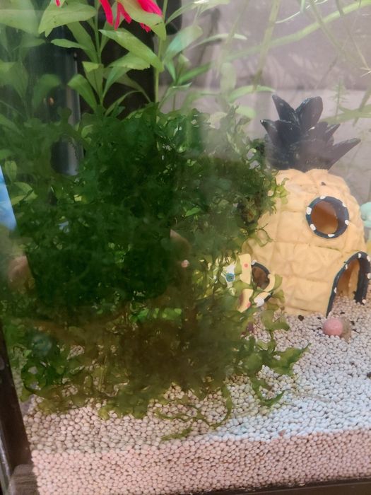 Vendo Valisneria Spiralis e Musgo Pelia