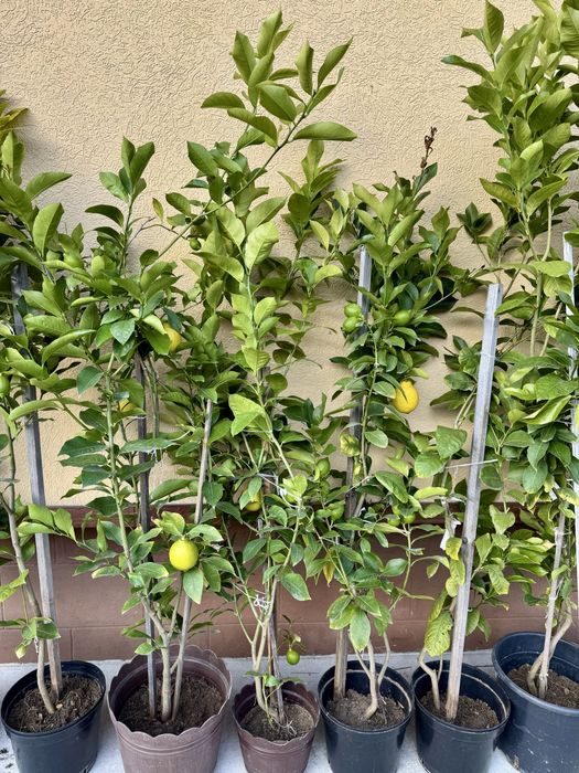 Лимонне сортове дерево Пондероза