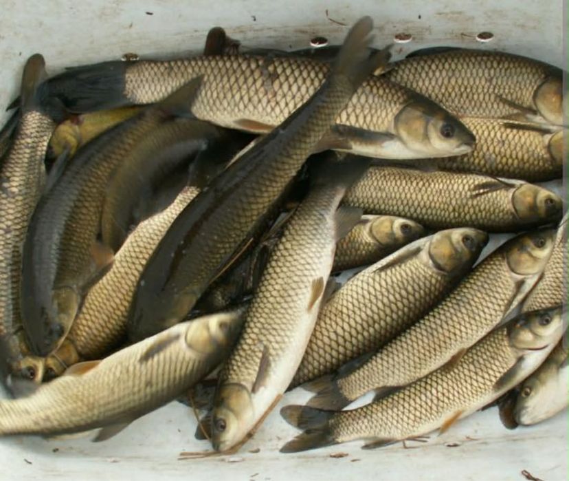 Karp narybek kroczek jesiotr lin amur tołpyga
