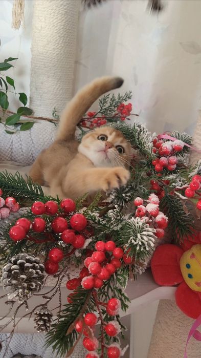 Шотландский мальчик! Золотая шиншила!