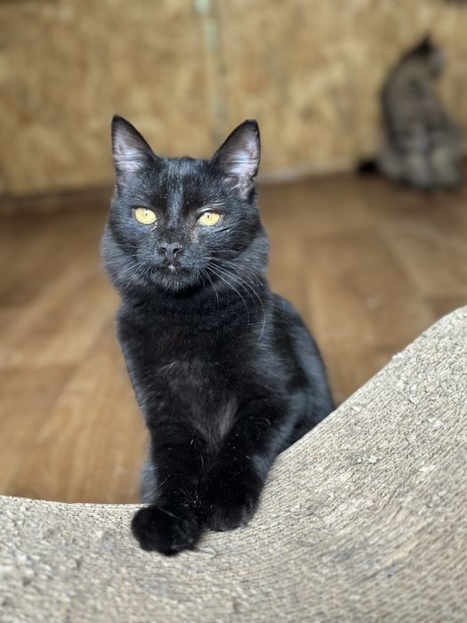 Баф, котик ласковый. 6 мес. Котёнок