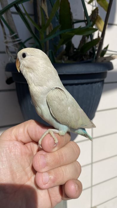 Agapornis domesticado