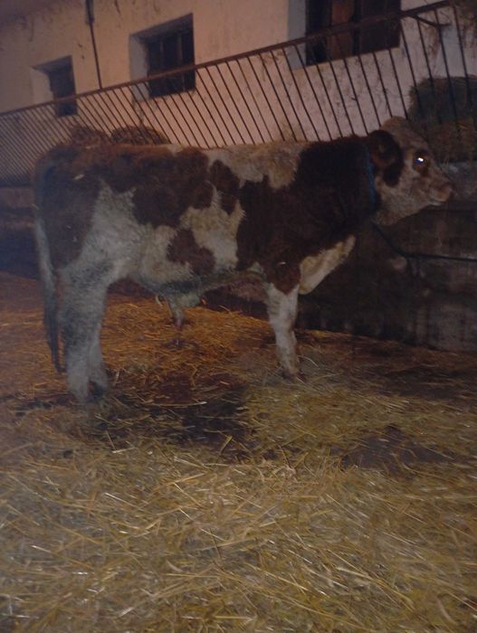 Odsadki byczki byki jałówki simental