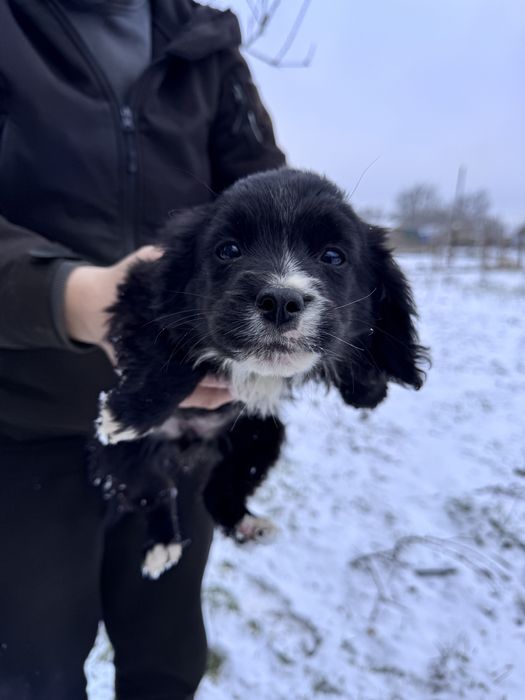 Отдам в хорошие руки щенков,метис спаниеля