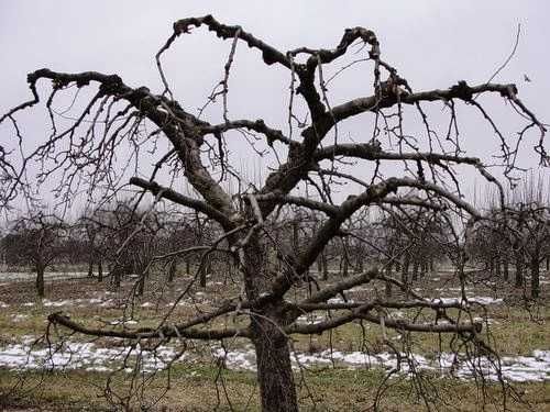 pozyskam drzewo owocowe lub inne twarde