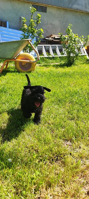 Чудо хлопчик цвергшнауцера