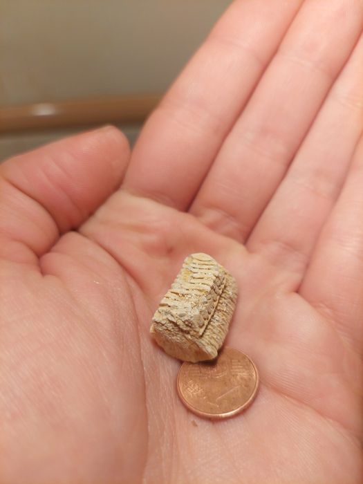 Fóssil dente de raia