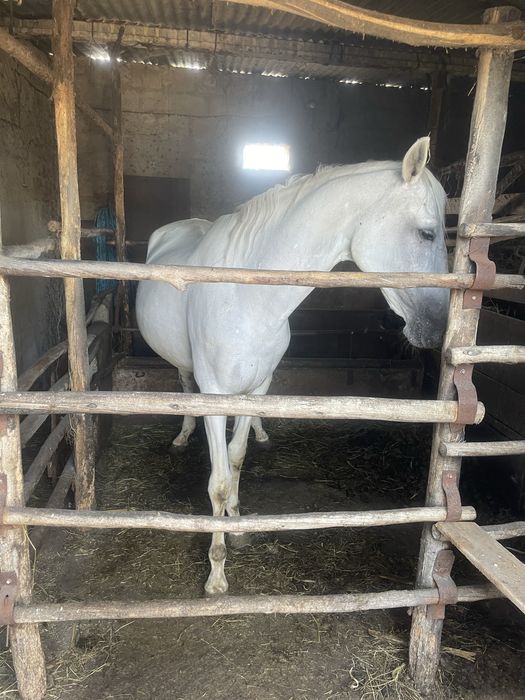 Egua cruzada de lusitano