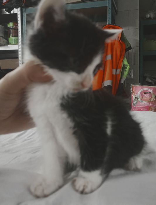 Kotki do adopcji