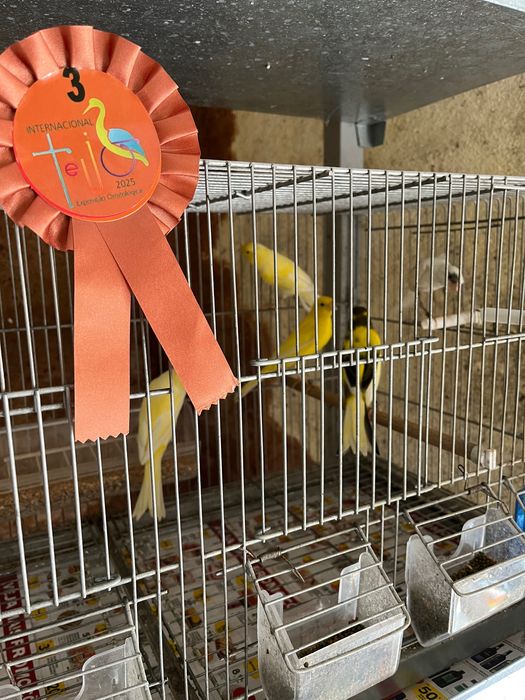 Llarguet 2025, aves premiadas