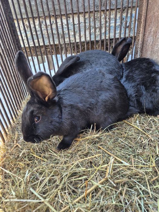 Продаж велик Чорних кроликів