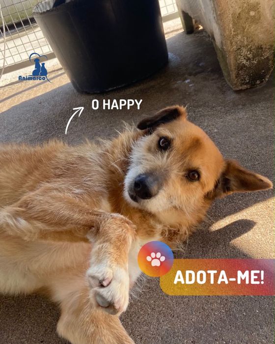 Happy - cao porte medio muito meigo