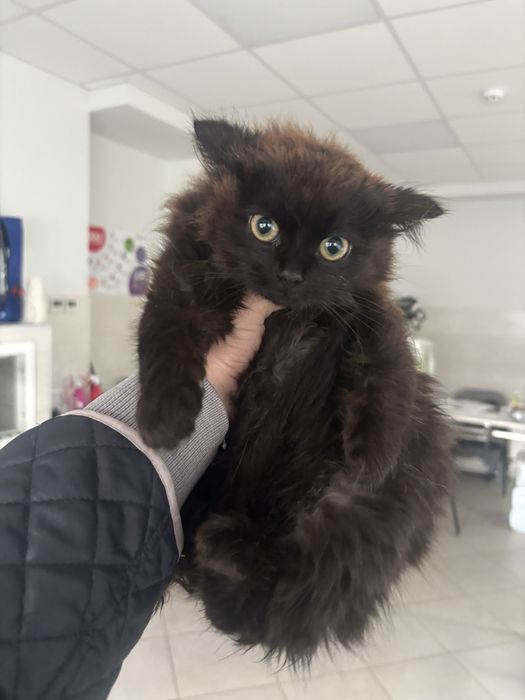 Кошенятко (дівчинка) 4 місяці