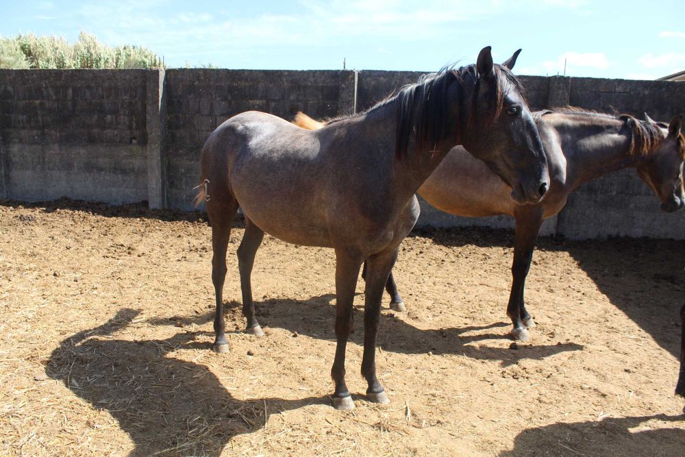 Poldra Lusitana Pura