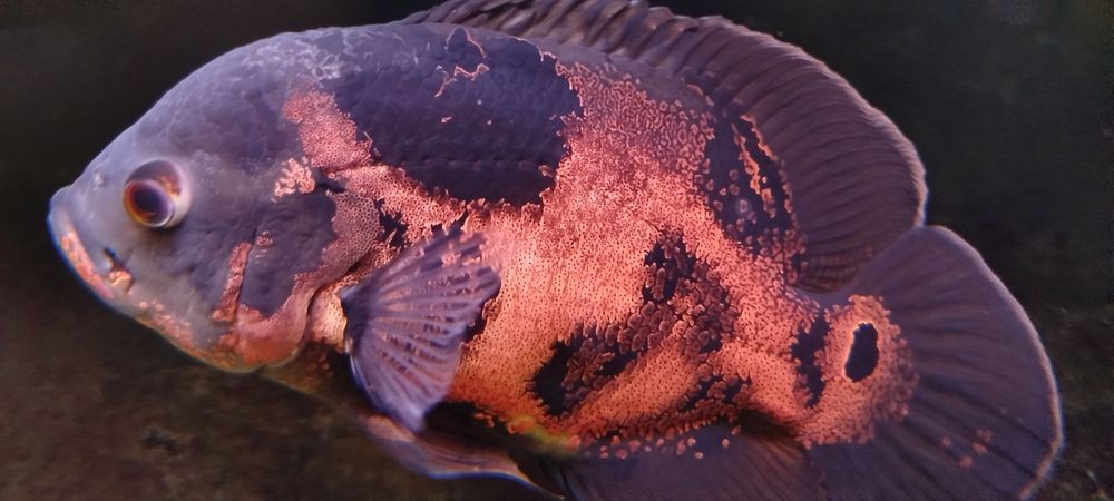 Astronotus ocellatus (Oscar)