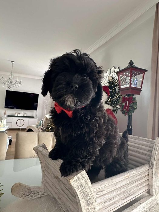 Sliczna dziewczynka Cavapoo F1