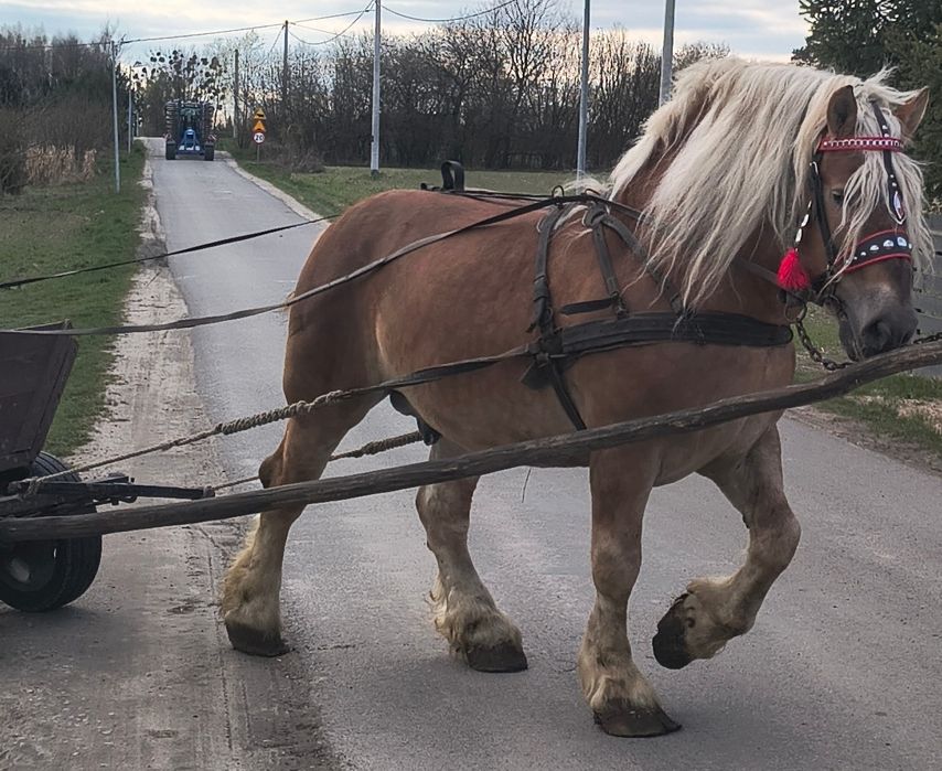 Ogier sokólski programowy